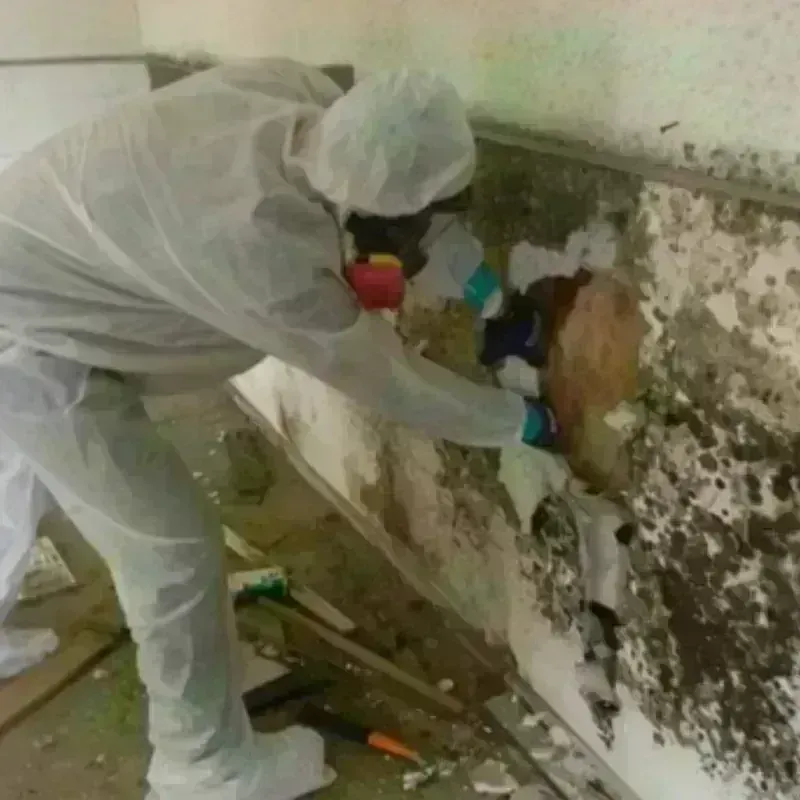 Mold Remediation and Removal in Des Arc, AR